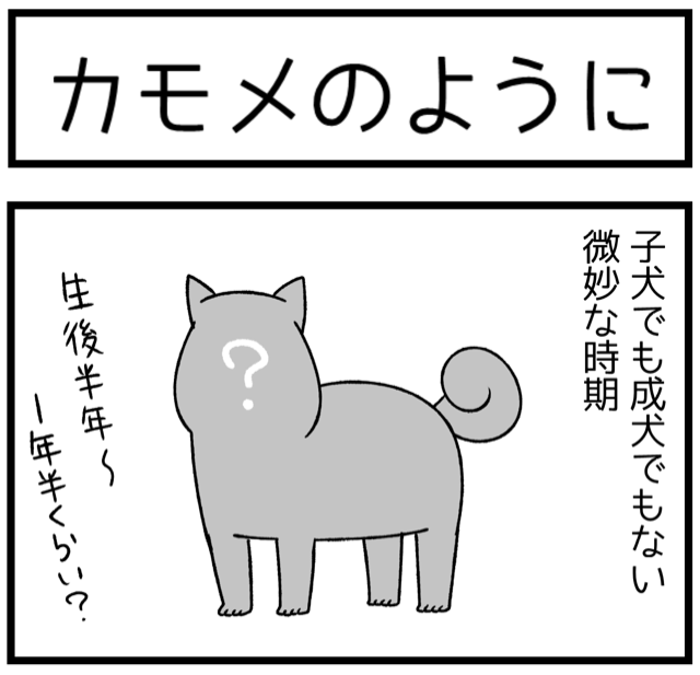 子犬の頃の柴犬には謎の カモメ眉毛期 がある 柴犬どんぐり三毛猫たんぽぽ Powered By ライブドアブログ 子犬の頃の柴犬には謎の カモメ眉毛期 がある 柴犬どんぐり三毛猫たんぽぽ Powered By ライブドアブログ