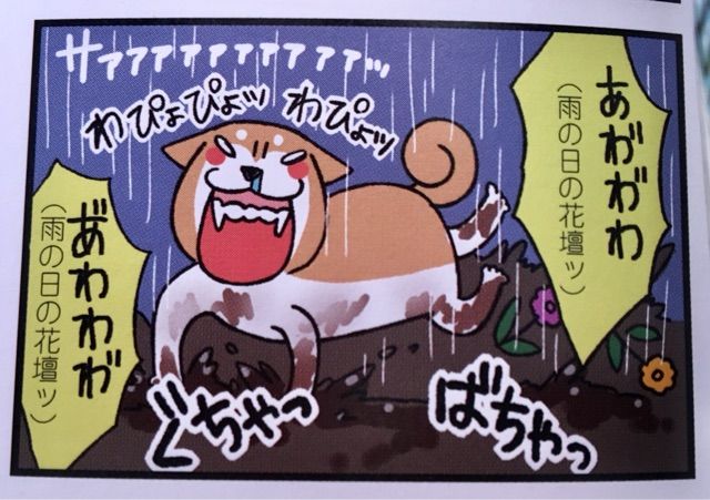 初めての人向け～よく分かるあわわの歴史～ : 柴犬どんぐり三毛猫