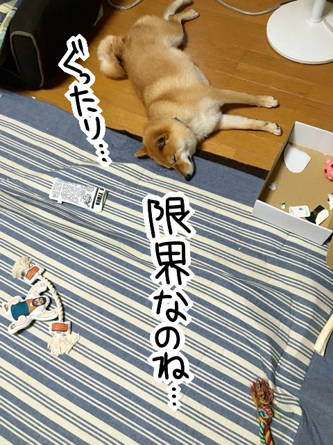 ccphydb5