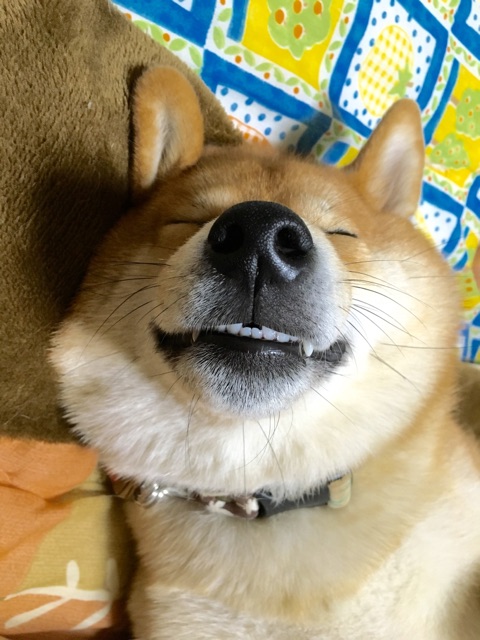 いい夢見てそうな柴犬の寝顔 前歯が可愛い 柴犬どんぐり三毛猫たんぽぽ Powered By ライブドアブログ いい夢見てそうな柴犬の寝顔 前歯が可愛い 柴犬どんぐり三毛猫たんぽぽ Powered By ライブドアブログ