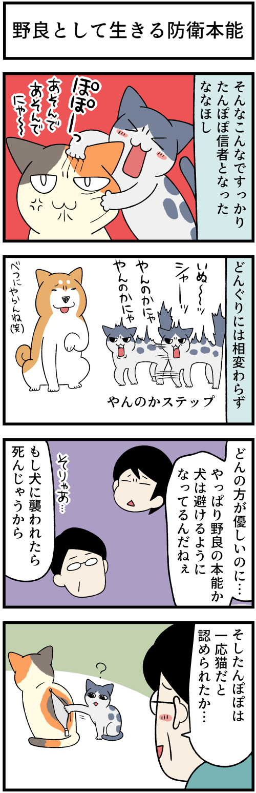 20220406猫育てと本能2