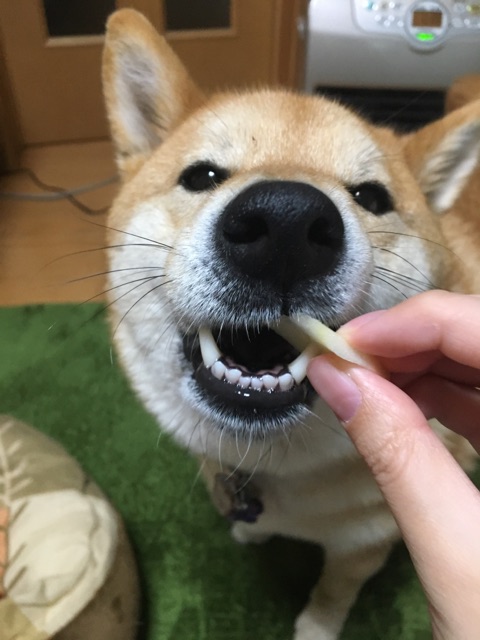 りんご大好き柴犬と謎の素晴らしい音 柴犬どんぐり三毛猫たんぽぽ Powered By ライブドアブログ りんご大好き柴犬と謎の素晴らしい音 柴犬どんぐり三毛猫たんぽぽ Powered By ライブドアブログ