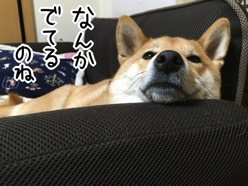 コレは何だ 柴犬 鼻から謎の白い物体を出す 柴犬どんぐり三毛猫たんぽぽ Powered By ライブドアブログ コレは何だ 柴犬 鼻から謎の白い物体を出す 柴犬どんぐり三毛猫たんぽぽ Powered By ライブドアブログ