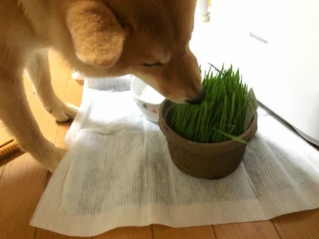 犬猫が食べたがる草 食べたい理由と気をつけること 柴犬どんぐり三毛猫たんぽぽ Powered By ライブドアブログ