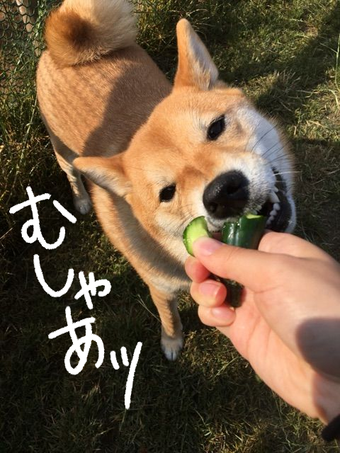 強奪！そして世界一おいしそうにキュウリを食べる柴犬 : 柴犬どんぐり