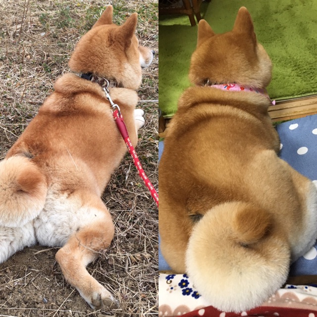 モチモチ飼い柴犬とひょろり野生のキツネ 柴犬どんぐり三毛猫たんぽぽ Powered By ライブドアブログ