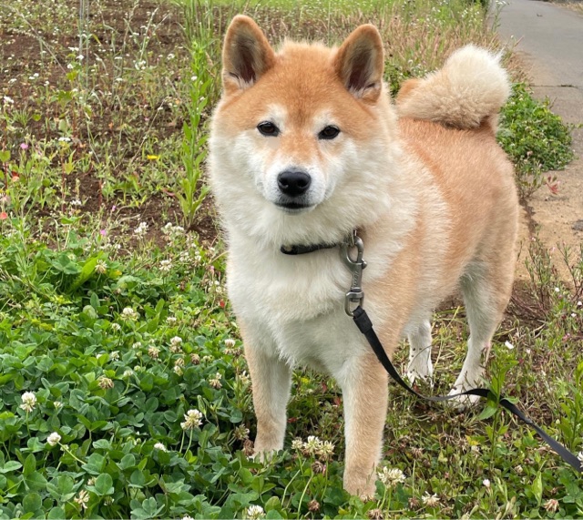 柴犬は散歩すると振動で が出てくる 柴犬どんぐり三毛猫たんぽぽ Powered By ライブドアブログ