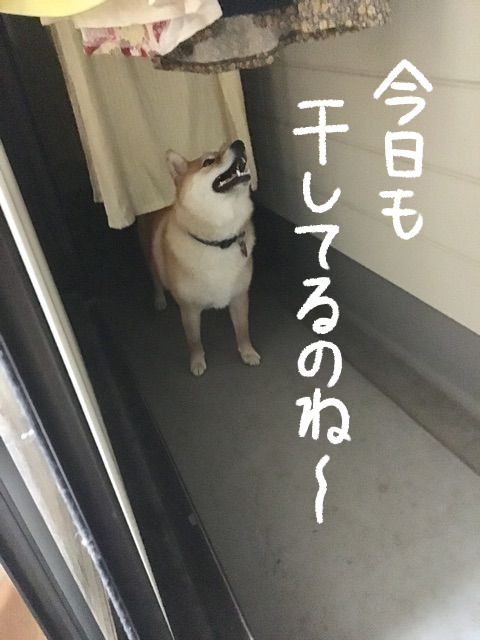 xvznk401