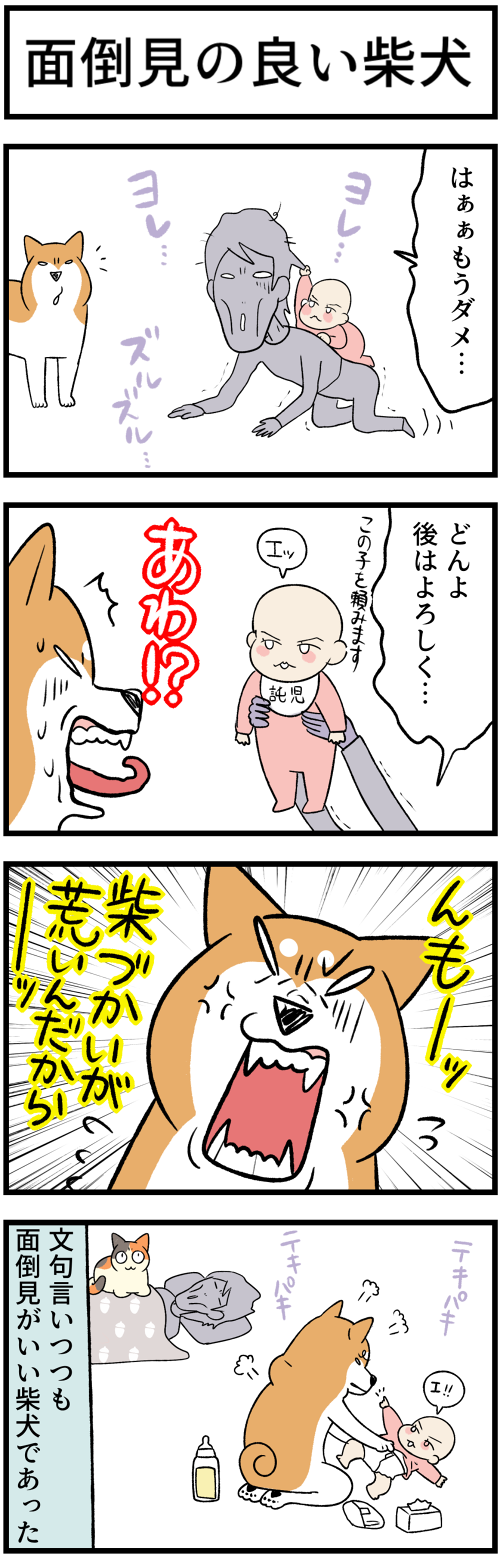 20230501面倒見のいい柴犬1