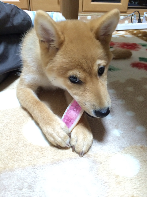 今日で生後４ヶ月 柴犬どんぐり三毛猫たんぽぽ Powered By ライブドアブログ