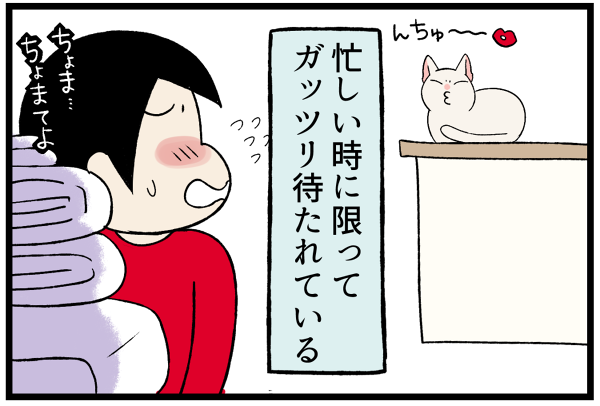 20260701スーちゃんのお気に入り4
