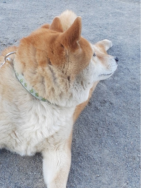 室内犬としての限界を突破した柴犬 柴犬どんぐり三毛猫たんぽぽ Powered By ライブドアブログ