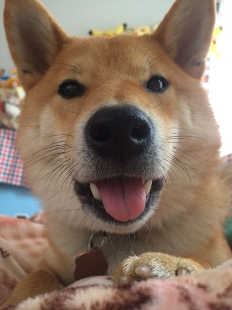 柴犬 飼い主と枕を並べて寝るようになる 柴犬どんぐり三毛猫たんぽぽ Powered By ライブドアブログ 柴犬 飼い主と枕を並べて寝るようになる 柴犬どんぐり三毛猫たんぽぽ Powered By ライブドアブログ