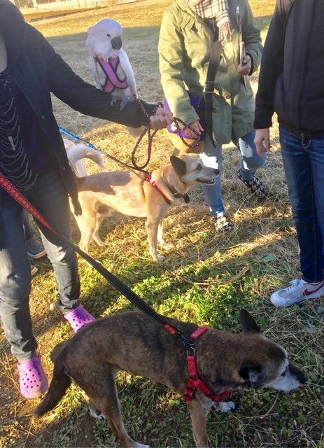 リードをくわえて猛スピードで走り去るオウムなお友達 柴犬どんぐり三毛猫たんぽぽ Powered By ライブドアブログ リードをくわえて猛スピードで走り去るオウムなお友達 柴犬どんぐり三毛猫たんぽぽ Powered By ライブドアブログ
