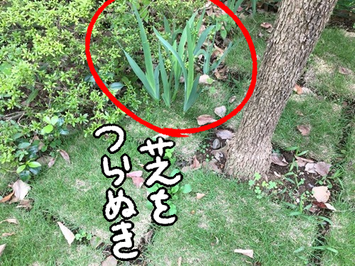 芝生のフカフカ生育具合と 犬にキンカンの効能 柴犬どんぐり三毛猫たんぽぽ Powered By ライブドアブログ 芝生のフカフカ生育具合と 犬にキンカンの効能 柴犬どんぐり三毛猫たんぽぽ Powered By ライブドアブログ
