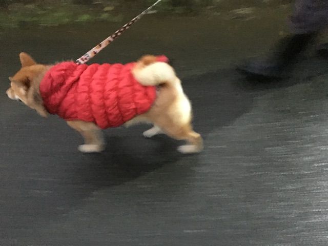 雪景色に爪痕残す子供と 足跡残す柴犬 柴犬どんぐり三毛猫たんぽぽ Powered By ライブドアブログ
