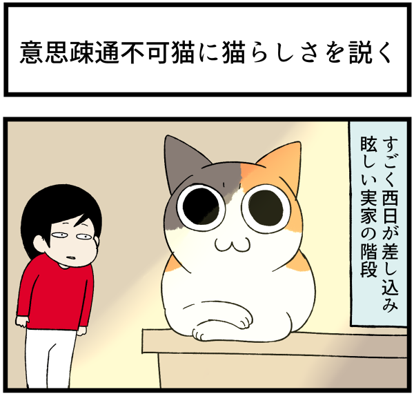 20260706猫らしさを教えた1