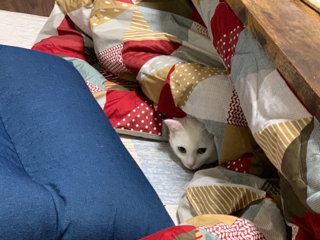 猫大好き(犬もね) コタツでまったり☆三毛猫さん