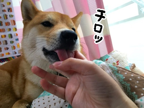 飼い主の指しゃぶりが大好きな柴犬と 変なクセ 柴犬どんぐり三毛猫たんぽぽ Powered By ライブドアブログ