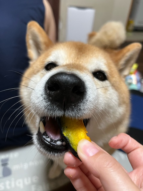 犬はけっこう芋、栗、かぼちゃが大好き : 柴犬どんぐり三毛猫たんぽぽ