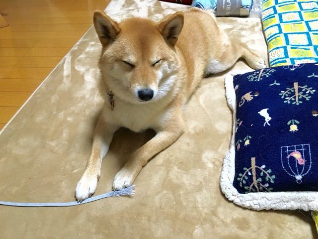 柴犬によくやられる 地味にイヤな嫌がらせ 柴犬どんぐり三毛猫たんぽぽ Powered By ライブドアブログ