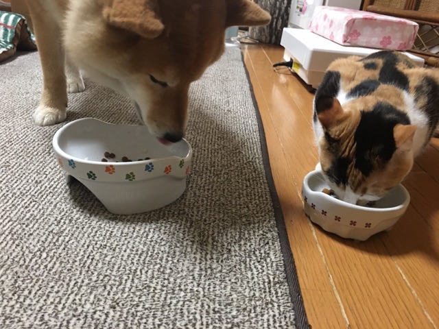 並んでご飯を食べる柴犬と三毛猫 柴犬どんぐり三毛猫たんぽぽ Powered By ライブドアブログ