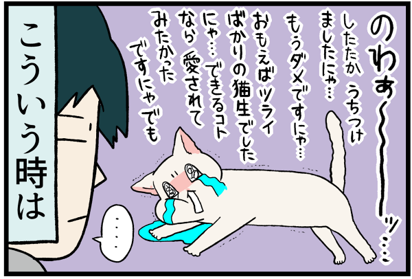 20260519かまってちゃん白猫3