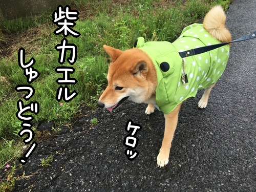 雨の日の犬フケすぎ現象と 雨の日散歩の楽しみ方 柴犬どんぐり三毛猫たんぽぽ Powered By ライブドアブログ