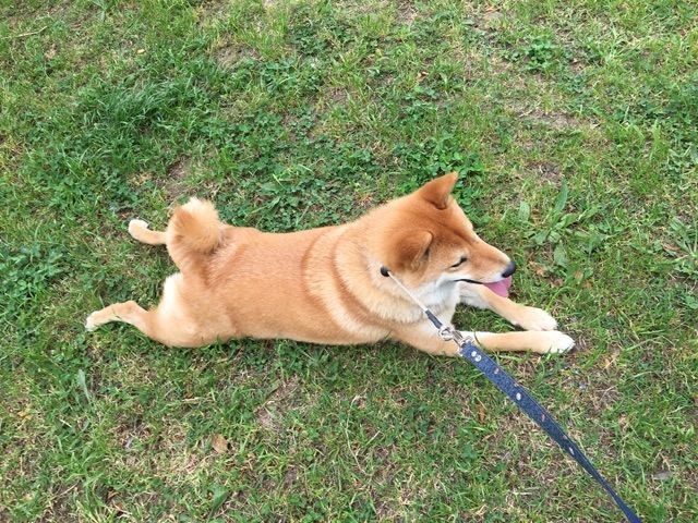 はじめて犬にダニがついちゃいました 柴犬どんぐり三毛猫たんぽぽ Powered By ライブドアブログ