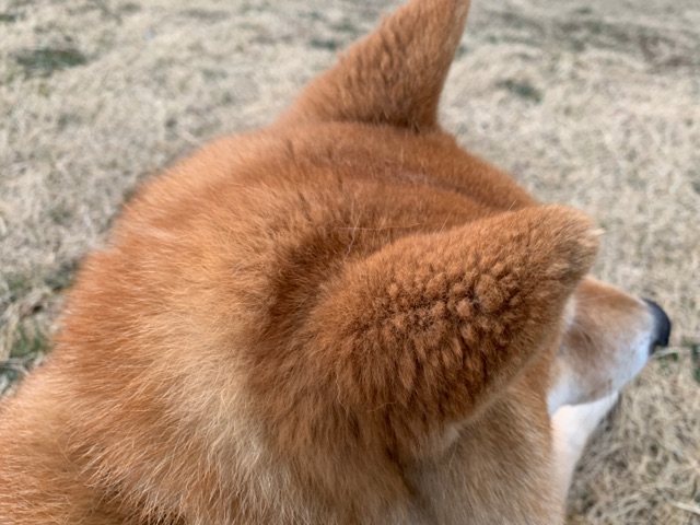 柴犬の換毛期はすごくしんどいのに ふり絞って毛を生やした ある部分 柴犬どんぐり三毛猫たんぽぽ Powered By ライブドアブログ 柴犬の換毛期はすごくしんどいのに ふり絞って毛を生やした ある部分 柴犬どんぐり三毛猫たんぽぽ Powered By ライブドアブログ