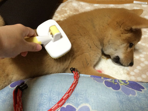 柴犬の換毛観察日記 うちが使ってるブラシ 柴犬どんぐり三毛猫たんぽぽ Powered By ライブドアブログ