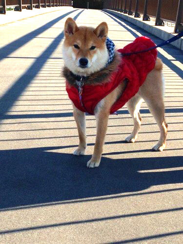雪景色に爪痕残す子供と 足跡残す柴犬 柴犬どんぐり三毛猫たんぽぽ Powered By ライブドアブログ
