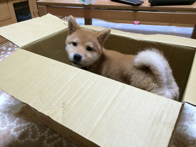 禁じられた遊びwith子犬 柴犬どんぐり三毛猫たんぽぽ Powered By ライブドアブログ