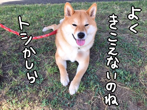 柴犬 都合の悪いことは無視バと笑顔でごまかす 柴犬どんぐり三毛猫たんぽぽ Powered By ライブドアブログ 柴犬 都合の悪いことは無視バと笑顔でごまかす 柴犬どんぐり三毛猫たんぽぽ Powered By ライブドアブログ