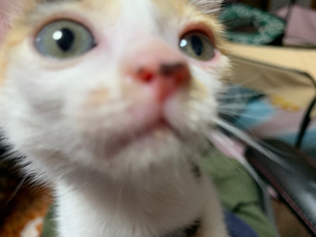 子猫の成長と共に 目の色が変化していく様子を観察した 柴犬どんぐり三毛猫たんぽぽ Powered By ライブドアブログ 子猫の成長と共に 目の色が変化していく様子を観察した 柴犬どんぐり三毛猫たんぽぽ Powered By ライブドアブログ