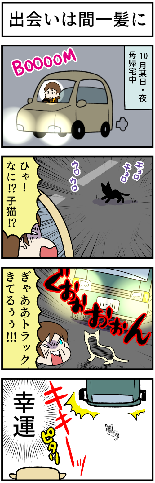 20211227運命の子猫1