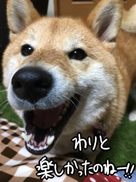 zibvxd8t