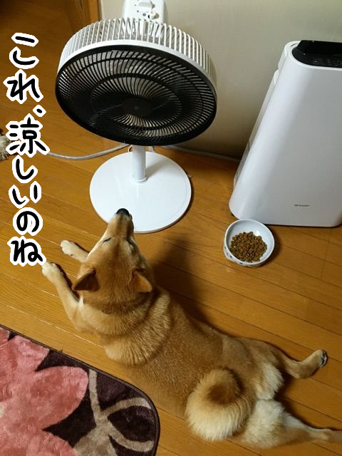 首振り機能付きの柴犬と 食べるときの変なクセ 柴犬どんぐり三毛猫たんぽぽ Powered By ライブドアブログ