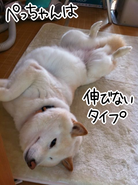 柴犬には 伸びるタイプ と 伸びないタイプ がいる そして幻のツチノコ 柴犬どんぐり三毛猫たんぽぽ Powered By ライブドアブログ