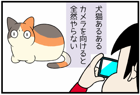 犬猫あるある カメラを向けている間は面白い事をやらない 柴犬どんぐり三毛猫たんぽぽ Powered By ライブドアブログ