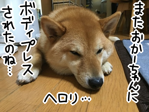 ポケモンgoをする母とゲットされる柴犬 柴も来ねば捕まらまい 柴犬どんぐり三毛猫たんぽぽ Powered By ライブドアブログ ポケモンgoをする母とゲットされる柴犬 柴も来ねば捕まらまい 柴犬どんぐり三毛猫たんぽぽ Powered By ライブドアブログ