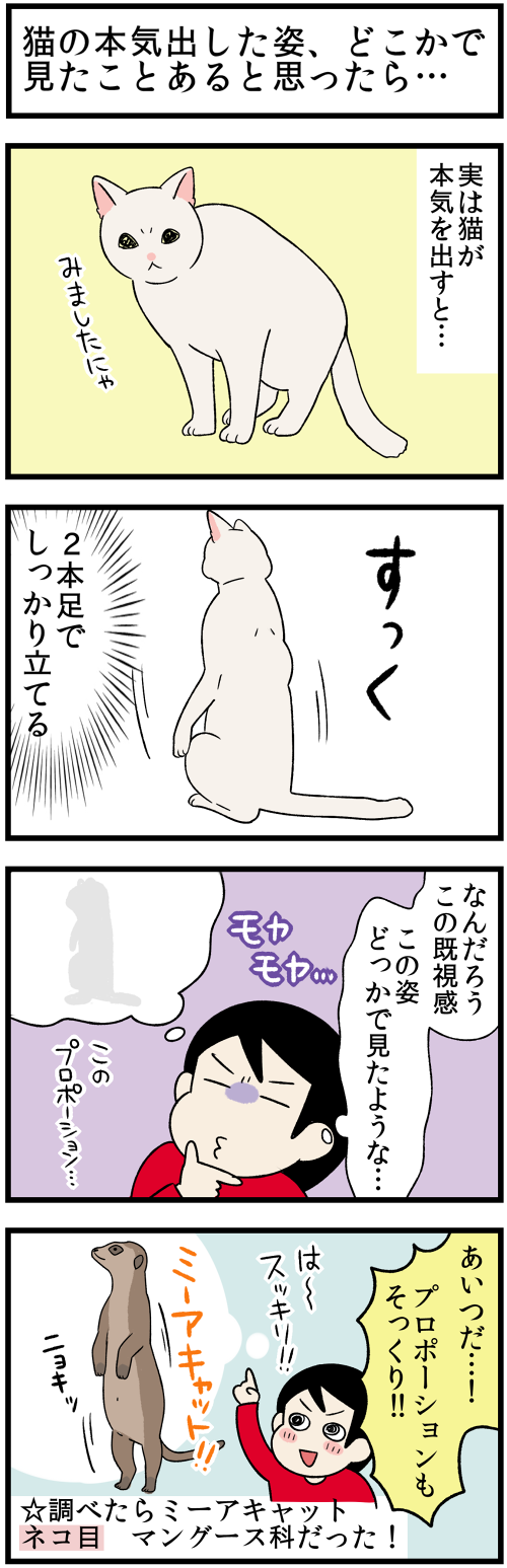 20211203猫の秘密1