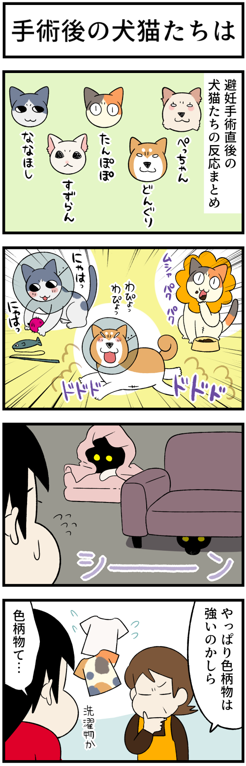 20220531色柄物1