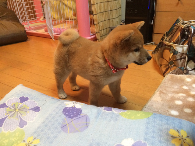 柴犬の子犬の尻尾はいつ巻くのか 柴犬どんぐり三毛猫たんぽぽ Powered By ライブドアブログ 柴犬の子犬の尻尾はいつ巻くのか 柴犬どんぐり三毛猫たんぽぽ Powered By ライブドアブログ