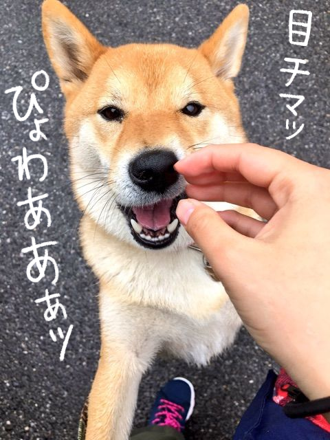 pl5eolep
