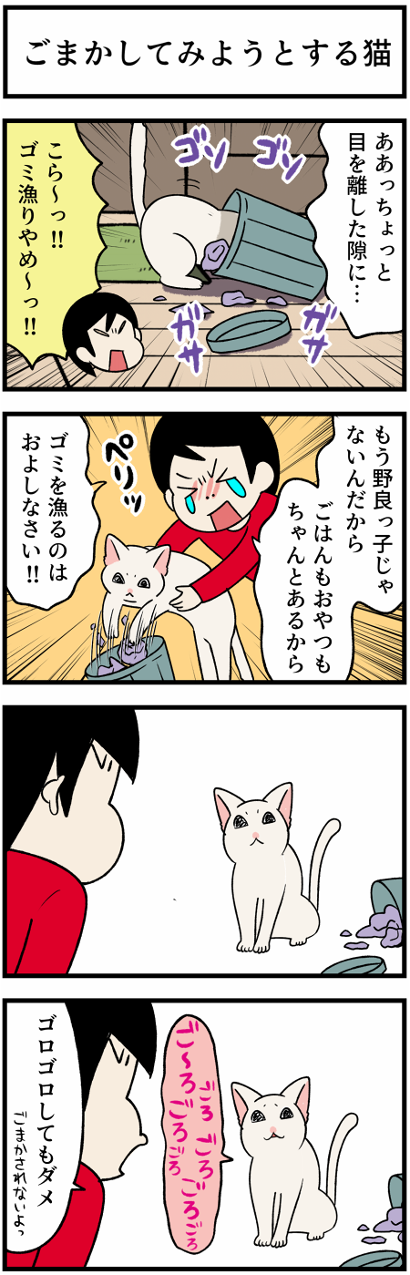 20211023ごまかす猫1