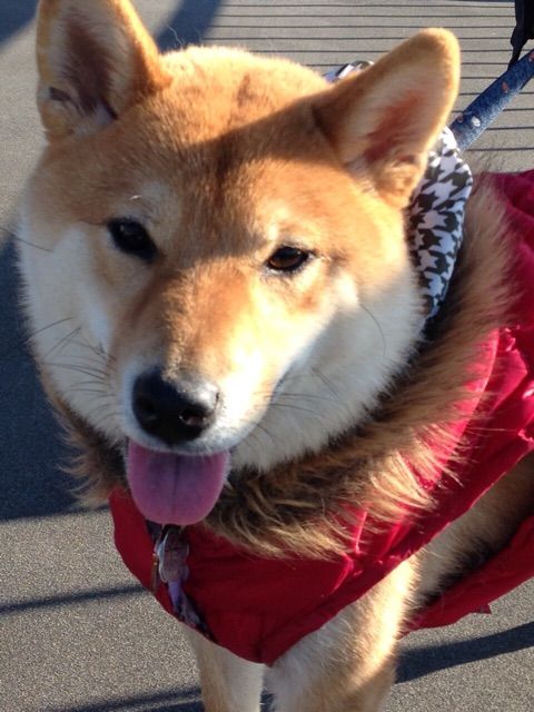 サイズがねーぞ 柴犬のお洋服を買うのは難しい 柴犬どんぐり三毛猫たんぽぽ Powered By ライブドアブログ