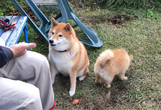 柴犬カット をしている長毛小型犬と子持ち柴疑惑 柴犬どんぐり三毛猫たんぽぽ Powered By ライブドアブログ 柴犬カット をしている長毛小型犬と子持ち柴疑惑 柴犬どんぐり三毛猫たんぽぽ Powered By ライブドアブログ