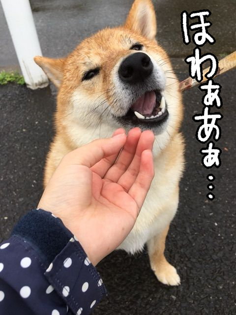 9lzbchn0