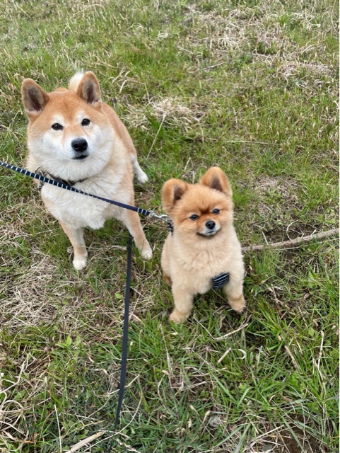 ポメラニアンの気付きにより復活した柴犬との友情 : 柴犬どんぐり三毛